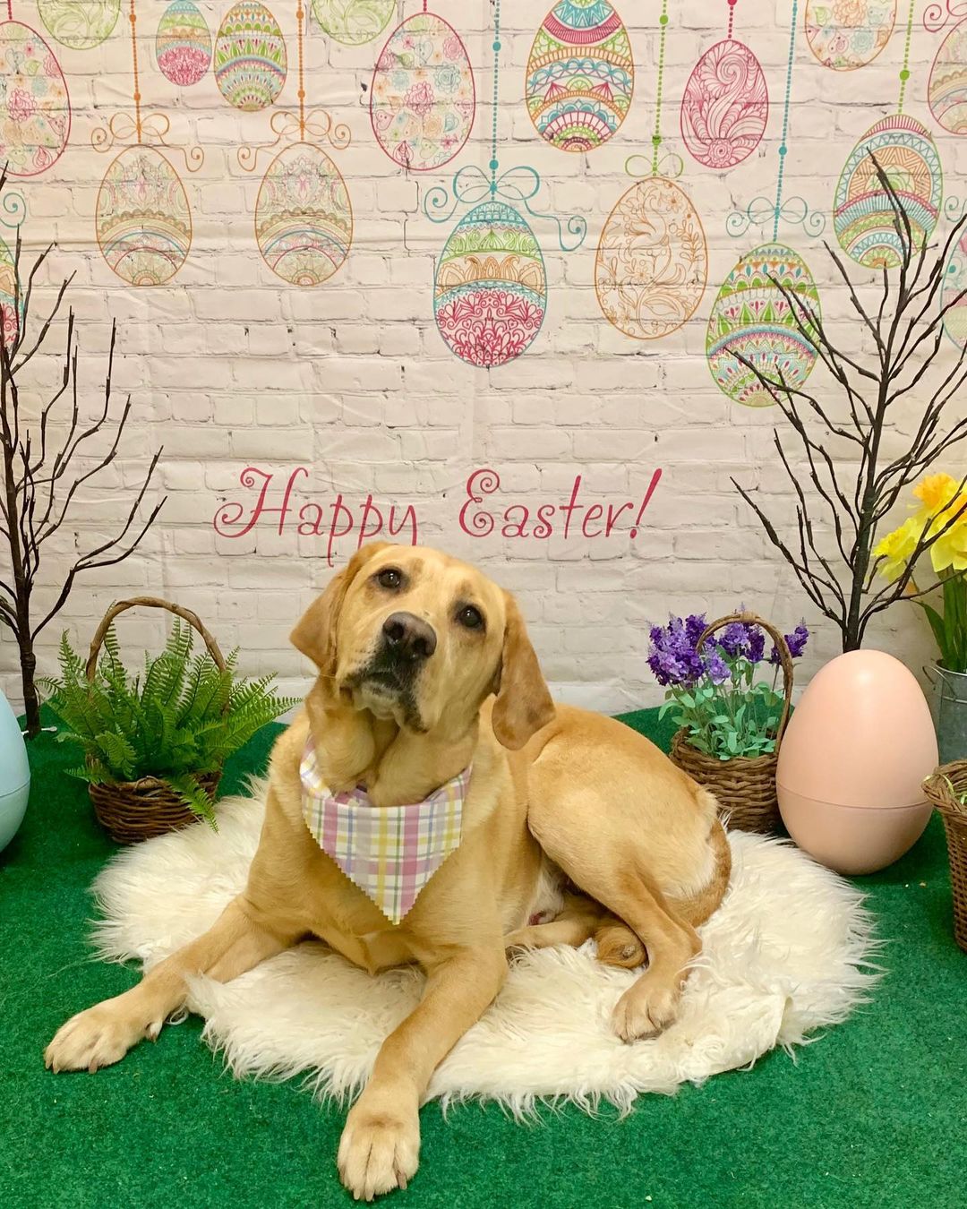 Pupdate! Max looks so sweet in his Easter picture! 🐰🐣🐶 <a target='_blank' href='https://www.instagram.com/explore/tags/adopteddog/'>#adopteddog</a> <a target='_blank' href='https://www.instagram.com/explore/tags/rescuedog/'>#rescuedog</a> <a target='_blank' href='https://www.instagram.com/explore/tags/yellowlab/'>#yellowlab</a> <a target='_blank' href='https://www.instagram.com/explore/tags/labsofinsta/'>#labsofinsta</a> <a target='_blank' href='https://www.instagram.com/explore/tags/easterpictures/'>#easterpictures</a> <a target='_blank' href='https://www.instagram.com/explore/tags/labloversrescue/'>#labloversrescue</a>