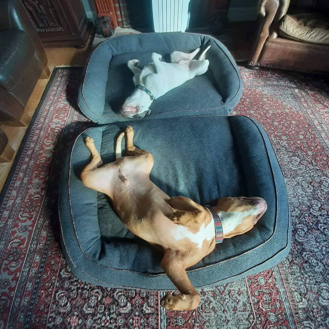 Just because...

We received this photo of former HOPE dog Sammy (formerly Toad) from his mom.  Sammy (tan) is pictured with his brother Bruce.  She said that they always lay in this position--apparently twin sons from different mothers!
