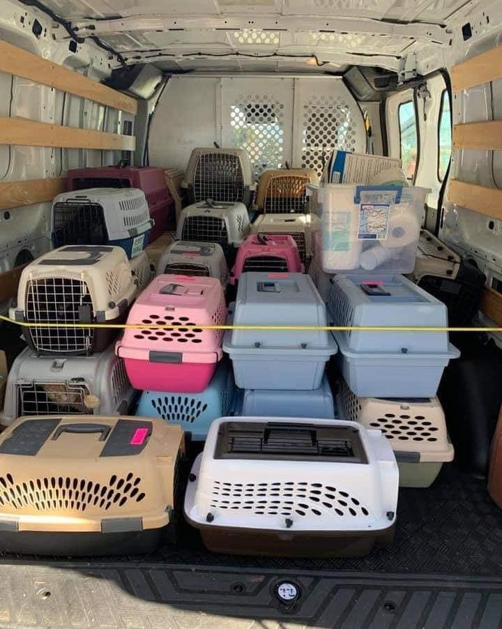 What a morning!  Today we worked with the local animal control officer to remove 48 cats & kittens out of a hoarding house.  It took us about an hour to capture and cage everyone with only 4 people.  It was quite the example of teamwork!  The first cats were so happy they were just coming up to be put in carriers.  The last 10 cats were more difficult and needed nets.  There were only 12 kittens and 10 of those were under 2 pounds.  Due to the amount of medical care needed we only kept 5 in our shelter and the rest were transferred to other organizations.  Long term upper respiratory and conjunctivitis coupled with inbreeding resulted in quite a few having eye issues.  We truly appreciate any help you can give and expect the 5 cats we kept to cost around $1500.00 to become adoption ready.  They've already been cleaned up and started on meds.  Watching them eat was heartbreaking.  They are safe and we couldn't do it without your generous support!  All donations are tax deductible and very much appreciated.