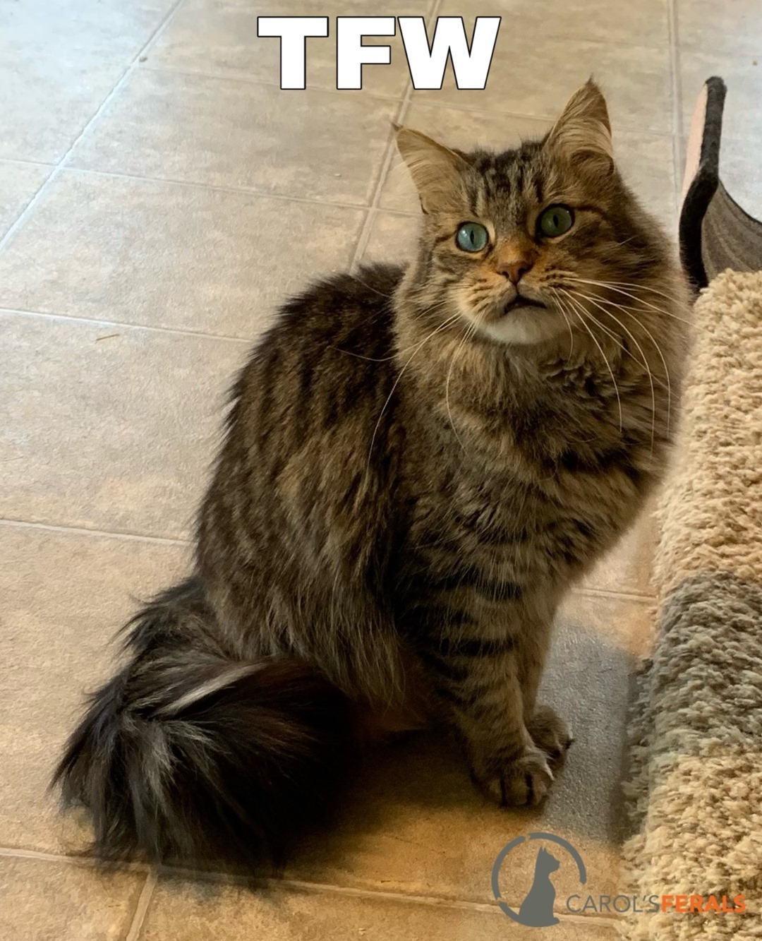 Complete the meme!⁠
⁠
Puff Puff, our resident bundle of floof, has the most magnificent facial expressions.  Wouldn't you agree?  This fellow was very shy at first, but as he has gotten more comfortable here, he has started greeting volunteers at the door, following them around as they complete their tasks, and rolling over to beg for pets!  He also loves wet food, play time, and other cats!  He would thrive in a patient home with other feline friends. ⁠
⁠
If you'd like to learn more about Puff Puff on Petfinder, click on the link in our bio!