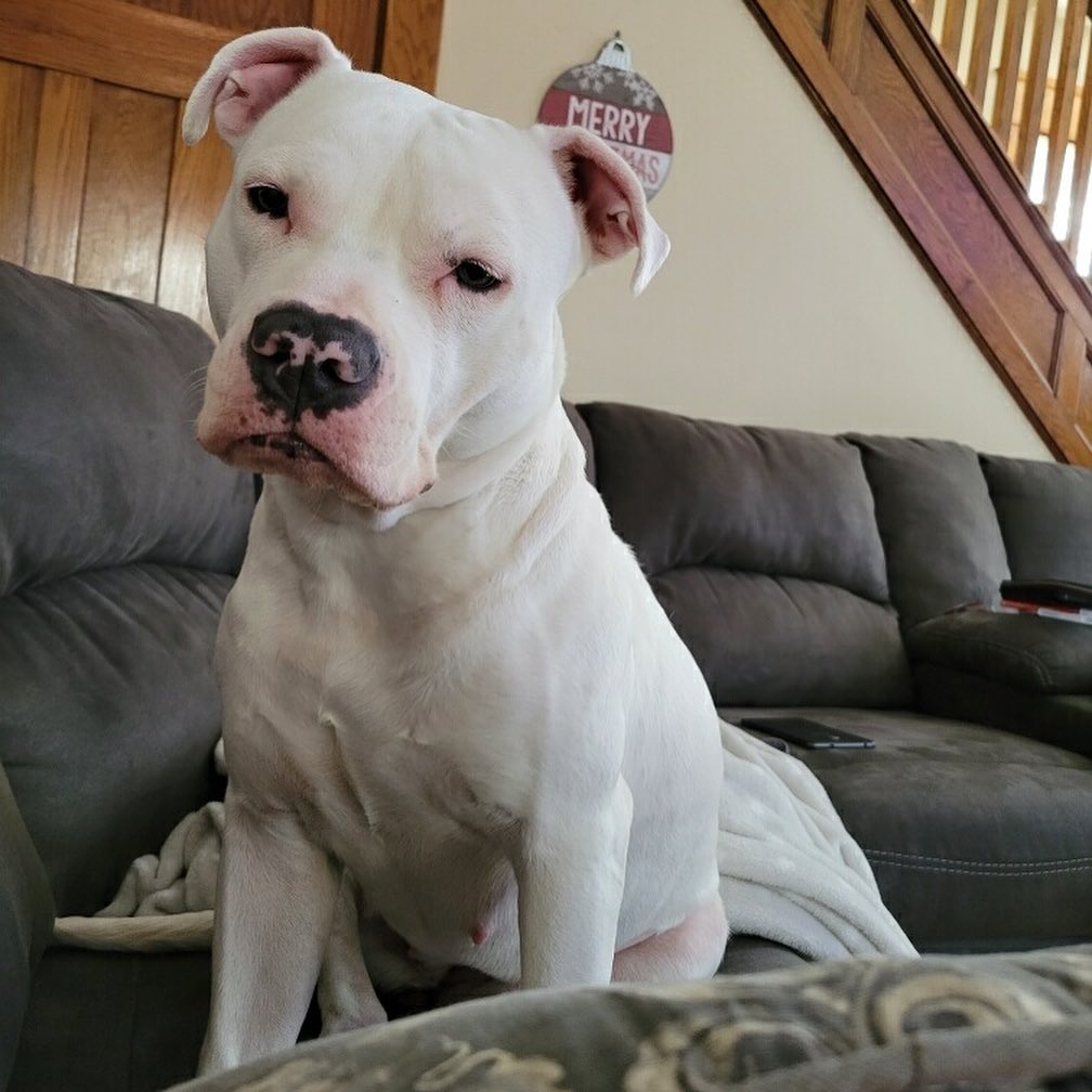 Aspen!!!! She’s a love bug 💜 with a heart shaped nose! Aspen is an amazing pooch, needs a strong handler since she’ weighs 70 pounds! Aspen LOVES walks, attention, and enjoys investigating the bathroom while you’re in it! 🤣 Aspen would do well with other dogs, older kids due to size, and would make a great new best friend. (3 years old) 

Please apply: www.betheirvoicerescue.com