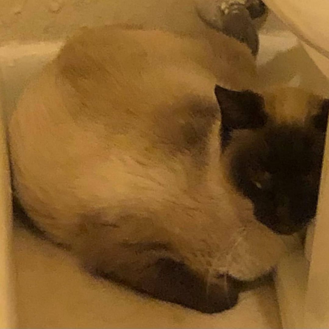 A feral Siamese with a severe upper respiratory infection/pneumonia, and also pregnant with 6 babies, was taken in by SOS. She has spent the past week with our veterinarian because of the seriousness of her illness and pregnancy. Yesterday, she went into labor prematurely. 4 of her little ones have survived but mom has no milk to feed them because they are premature and because of her illness. Mom is still at the vet, fighting for her life and her 4 surviving babies are being cared for in a loving foster home. If you pray, please pray for all. Any donations to assist with medical care and supplies are greatly appreciated and needed. <a target='_blank' href='https://www.instagram.com/explore/tags/siamesecat/'>#siamesecat</a> <a target='_blank' href='https://www.instagram.com/explore/tags/kittens/'>#kittens</a> <a target='_blank' href='https://www.instagram.com/explore/tags/adoptdontshop/'>#adoptdontshop</a>