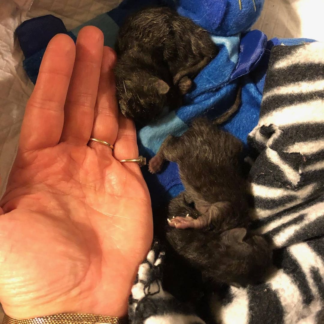 A feral Siamese with a severe upper respiratory infection/pneumonia, and also pregnant with 6 babies, was taken in by SOS. She has spent the past week with our veterinarian because of the seriousness of her illness and pregnancy. Yesterday, she went into labor prematurely. 4 of her little ones have survived but mom has no milk to feed them because they are premature and because of her illness. Mom is still at the vet, fighting for her life and her 4 surviving babies are being cared for in a loving foster home. If you pray, please pray for all. Any donations to assist with medical care and supplies are greatly appreciated and needed. <a target='_blank' href='https://www.instagram.com/explore/tags/siamesecat/'>#siamesecat</a> <a target='_blank' href='https://www.instagram.com/explore/tags/kittens/'>#kittens</a> <a target='_blank' href='https://www.instagram.com/explore/tags/adoptdontshop/'>#adoptdontshop</a>