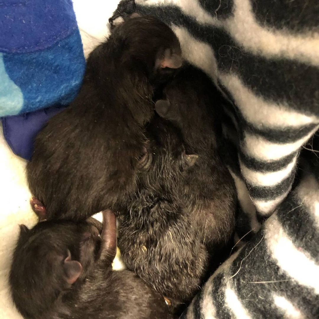 A feral Siamese with a severe upper respiratory infection/pneumonia, and also pregnant with 6 babies, was taken in by SOS. She has spent the past week with our veterinarian because of the seriousness of her illness and pregnancy. Yesterday, she went into labor prematurely. 4 of her little ones have survived but mom has no milk to feed them because they are premature and because of her illness. Mom is still at the vet, fighting for her life and her 4 surviving babies are being cared for in a loving foster home. If you pray, please pray for all. Any donations to assist with medical care and supplies are greatly appreciated and needed. <a target='_blank' href='https://www.instagram.com/explore/tags/siamesecat/'>#siamesecat</a> <a target='_blank' href='https://www.instagram.com/explore/tags/kittens/'>#kittens</a> <a target='_blank' href='https://www.instagram.com/explore/tags/adoptdontshop/'>#adoptdontshop</a>