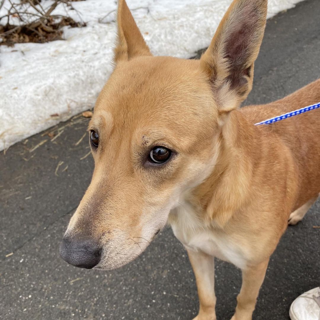 My name is Angie (AKA Tiara) and I am a Shepard mix from South Carolina. I weigh roughly 60 lbs. I am 2 years old.
I am happy, really happy lady. I am super social and I am a nice girl to have around! I am quiet, average energy, and super friendly. I am great with other dogs too! I am a bit nervous while meeting new people, however I warm up quick with just a little patience, and I will love you until the end! 

With my adorable looks, and unbridled loyalty, I will always be there for you through thick and thin. I will never judge you, or turn my back on you. Every single day, you will look at me and you will know that you are loved unconditionally. I will never betray you or hurt you, and I will grow old by your side.