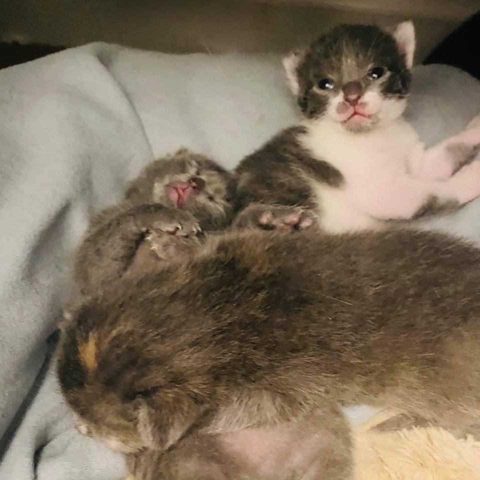 Our diluted calico mama, Eris, has some beautiful babies😻 Born 3/30 - 3 girls and one boy! Let me tell you, mama is doing GREAT - they do NOT miss a meal. At just a little over 1 week old they all weigh over 10 ounces! 🎉 They aren’t ready for adoption yet, but get your apps in!! 
Please like and share our page. Link in bio for adoption information. <a target='_blank' href='https://www.instagram.com/explore/tags/catsofinstagram/'>#catsofinstagram</a> <a target='_blank' href='https://www.instagram.com/explore/tags/adoptdontshop/'>#adoptdontshop</a> <a target='_blank' href='https://www.instagram.com/explore/tags/cutenessoverload/'>#cutenessoverload</a> <a target='_blank' href='https://www.instagram.com/explore/tags/cutekitty/'>#cutekitty</a> <a target='_blank' href='https://www.instagram.com/explore/tags/adoptme/'>#adoptme</a> <a target='_blank' href='https://www.instagram.com/explore/tags/adoptacat/'>#adoptacat</a> <a target='_blank' href='https://www.instagram.com/explore/tags/lookingforahome/'>#lookingforahome</a> <a target='_blank' href='https://www.instagram.com/explore/tags/foreverhome/'>#foreverhome</a> <a target='_blank' href='https://www.instagram.com/explore/tags/fosterkittens/'>#fosterkittens</a> <a target='_blank' href='https://www.instagram.com/explore/tags/rescuecat/'>#rescuecat</a> <a target='_blank' href='https://www.instagram.com/explore/tags/fosterkittensofinstagram/'>#fosterkittensofinstagram</a> <a target='_blank' href='https://www.instagram.com/explore/tags/instacat/'>#instacat</a> <a target='_blank' href='https://www.instagram.com/explore/tags/catlove/'>#catlove</a> <a target='_blank' href='https://www.instagram.com/explore/tags/instacat/'>#instacat</a> <a target='_blank' href='https://www.instagram.com/explore/tags/manypawsglobalrescue/'>#manypawsglobalrescue</a>