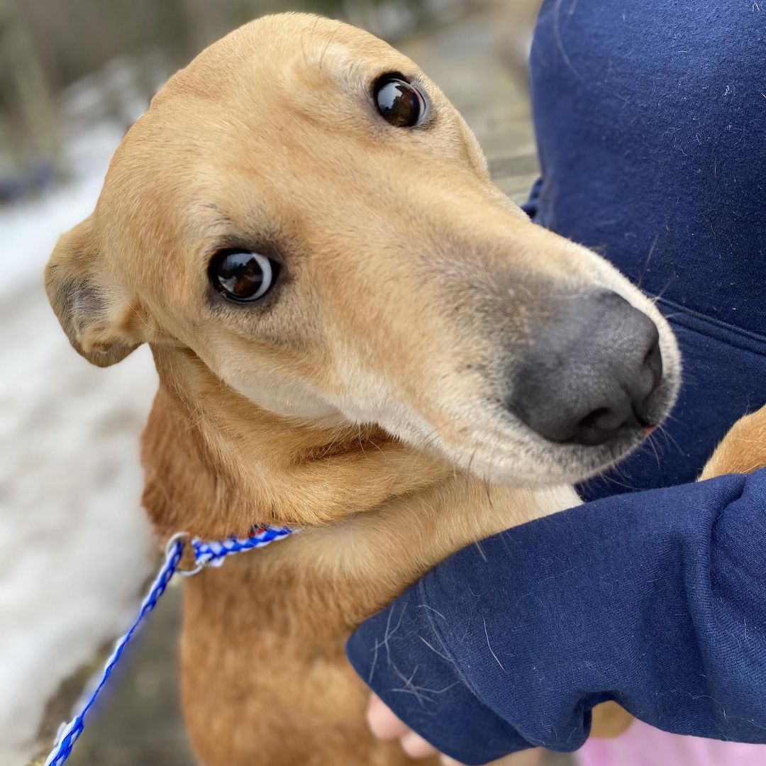 My name is Angie (AKA Tiara) and I am a Shepard mix from South Carolina. I weigh roughly 60 lbs. I am 2 years old.
I am happy, really happy lady. I am super social and I am a nice girl to have around! I am quiet, average energy, and super friendly. I am great with other dogs too! I am a bit nervous while meeting new people, however I warm up quick with just a little patience, and I will love you until the end! 

With my adorable looks, and unbridled loyalty, I will always be there for you through thick and thin. I will never judge you, or turn my back on you. Every single day, you will look at me and you will know that you are loved unconditionally. I will never betray you or hurt you, and I will grow old by your side.