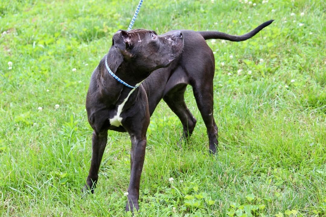 🐕🌷 DOG OF THE WEEK - BROOKLYN 🌷🐕

BROOKLYN has been a resident at CCHS for 674 days, almost 2 years!

Two months ago, we took Brooklyn out to get some updated photos. Here for almost 2 years now, her coat looks great and of course the bite wounds and lacerations she had at intake have healed. Other than that, this amazing girl hasn't changed. Unfortunately, the day turned out to be riddled with clouds, sleet and snow showers. While it cut our time short, Brooklyn didn't mind the weather. She had a blast literally trying to catch the sleet and snowflakes in the air and as they hit the ground. Brooklyn's a clown and we had a great time with her. Just wish the weather would have been more cooperative.

BROOKLYN is a 3-4 year old Terrier taken in as an injured stray on 6/6/19. She had several bite wounds, lacerations and a severe ear infection at intake, which have all been treated. Sweeter than candy, this darling is calm, gentle and sometimes sensitive and timid. Brooklyn's an excellent walker who sits on command, for treats or toys. She loves to play fetch, catch and enjoys taking walks with her toy in her mouth. Tennis balls are her favorite. Some dogs can barely contain their excitement over treats or toys, but Brooklyn's one of the special ones whose eyes do all the talking. We'll never know if she was running to or away from something, but we're certain she'll make a fast, loyal friend. She prefers a home where she's the only dog. Brooklyn's adoption fee is $150 and covers her spay, worming, vaccinations, microchip, monthly heart worm, flea and tick preventive and care while at CCHS. If you're seeking a special girlfriend, Brooklyn won't disappoint!

<a target='_blank' href='https://www.instagram.com/explore/tags/adoptdontshop/'>#adoptdontshop</a>