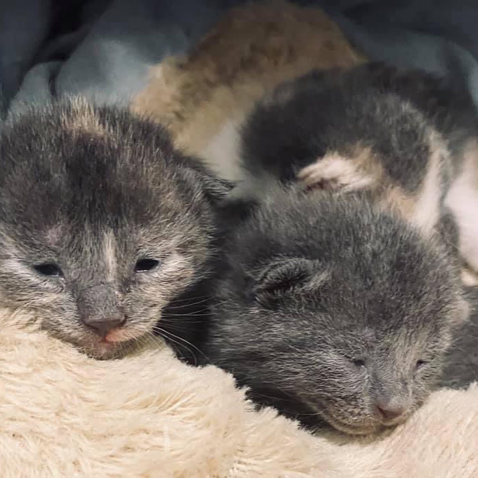 Our diluted calico mama, Eris, has some beautiful babies😻 Born 3/30 - 3 girls and one boy! Let me tell you, mama is doing GREAT - they do NOT miss a meal. At just a little over 1 week old they all weigh over 10 ounces! 🎉 They aren’t ready for adoption yet, but get your apps in!! 
Please like and share our page. Link in bio for adoption information. <a target='_blank' href='https://www.instagram.com/explore/tags/catsofinstagram/'>#catsofinstagram</a> <a target='_blank' href='https://www.instagram.com/explore/tags/adoptdontshop/'>#adoptdontshop</a> <a target='_blank' href='https://www.instagram.com/explore/tags/cutenessoverload/'>#cutenessoverload</a> <a target='_blank' href='https://www.instagram.com/explore/tags/cutekitty/'>#cutekitty</a> <a target='_blank' href='https://www.instagram.com/explore/tags/adoptme/'>#adoptme</a> <a target='_blank' href='https://www.instagram.com/explore/tags/adoptacat/'>#adoptacat</a> <a target='_blank' href='https://www.instagram.com/explore/tags/lookingforahome/'>#lookingforahome</a> <a target='_blank' href='https://www.instagram.com/explore/tags/foreverhome/'>#foreverhome</a> <a target='_blank' href='https://www.instagram.com/explore/tags/fosterkittens/'>#fosterkittens</a> <a target='_blank' href='https://www.instagram.com/explore/tags/rescuecat/'>#rescuecat</a> <a target='_blank' href='https://www.instagram.com/explore/tags/fosterkittensofinstagram/'>#fosterkittensofinstagram</a> <a target='_blank' href='https://www.instagram.com/explore/tags/instacat/'>#instacat</a> <a target='_blank' href='https://www.instagram.com/explore/tags/catlove/'>#catlove</a> <a target='_blank' href='https://www.instagram.com/explore/tags/instacat/'>#instacat</a> <a target='_blank' href='https://www.instagram.com/explore/tags/manypawsglobalrescue/'>#manypawsglobalrescue</a>