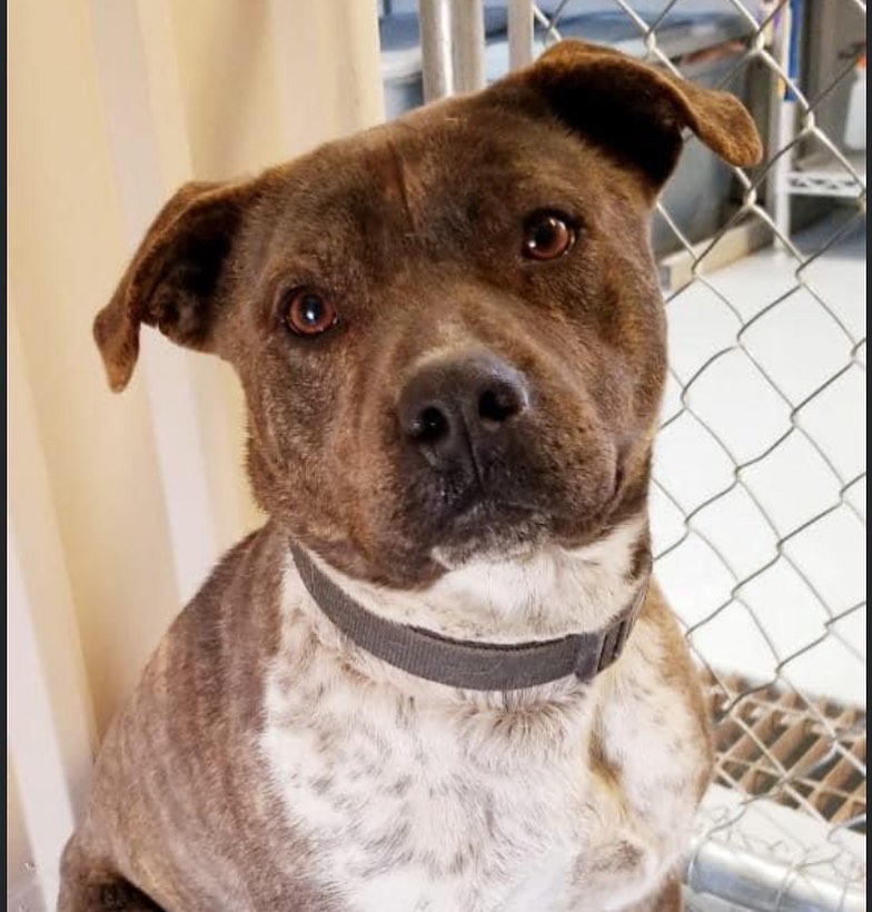 Posting for one of our partners- Moriarty Animal Control.  Let’s help this sweet boy find his forever home!!! Good morning! Could I please ask for your help getting Hermes adopted? He's such a good boy. Neutered, chipped, vaccinated, house trained, loves to play ball, sits. Good with dogs of all sizes.

If you are interested in meeting Hermes, please call me (505)230-9338 or TCAS 505-384-5117. If you can’t adopt, please share. This is a GOOD BOY who deserves his forever home. <a target='_blank' href='https://www.instagram.com/explore/tags/adoptdontshop/'>#adoptdontshop</a> <a target='_blank' href='https://www.instagram.com/explore/tags/pittiesofinstagram/'>#pittiesofinstagram</a> <a target='_blank' href='https://www.instagram.com/explore/tags/pittielove/'>#pittielove</a> <a target='_blank' href='https://www.instagram.com/explore/tags/velvethippos/'>#velvethippos</a> <a target='_blank' href='https://www.instagram.com/explore/tags/standupforpits/'>#standupforpits</a> <a target='_blank' href='https://www.instagram.com/explore/tags/pitbullys/'>#pitbullys</a> <a target='_blank' href='https://www.instagram.com/explore/tags/adoptme/'>#adoptme</a>