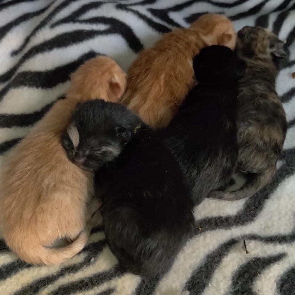 Since we’re on a kitten roll, I would like to welcome out newest litter of 5 and their mama, Sorbet. These little ones were just born 4/7! 

Check out our “kitten season” Amazon wishlist - even sharing is helping save more lives 🐾❤️

https://www.amazon.com/hz/wishlist/ls/248KZX2NWZL68?ref_=wl_share Please like and share our page. Link in bio for adoption information. <a target='_blank' href='https://www.instagram.com/explore/tags/catsofinstagram/'>#catsofinstagram</a> <a target='_blank' href='https://www.instagram.com/explore/tags/adoptdontshop/'>#adoptdontshop</a> <a target='_blank' href='https://www.instagram.com/explore/tags/cutenessoverload/'>#cutenessoverload</a> <a target='_blank' href='https://www.instagram.com/explore/tags/cutekitty/'>#cutekitty</a> <a target='_blank' href='https://www.instagram.com/explore/tags/adoptme/'>#adoptme</a> <a target='_blank' href='https://www.instagram.com/explore/tags/adoptacat/'>#adoptacat</a> <a target='_blank' href='https://www.instagram.com/explore/tags/lookingforahome/'>#lookingforahome</a> <a target='_blank' href='https://www.instagram.com/explore/tags/foreverhome/'>#foreverhome</a> <a target='_blank' href='https://www.instagram.com/explore/tags/fosterkittens/'>#fosterkittens</a> <a target='_blank' href='https://www.instagram.com/explore/tags/rescuecat/'>#rescuecat</a> <a target='_blank' href='https://www.instagram.com/explore/tags/fosterkittensofinstagram/'>#fosterkittensofinstagram</a> <a target='_blank' href='https://www.instagram.com/explore/tags/instacat/'>#instacat</a> <a target='_blank' href='https://www.instagram.com/explore/tags/catlove/'>#catlove</a> <a target='_blank' href='https://www.instagram.com/explore/tags/instacat/'>#instacat</a> <a target='_blank' href='https://www.instagram.com/explore/tags/manypawsglobalrescue/'>#manypawsglobalrescue</a>