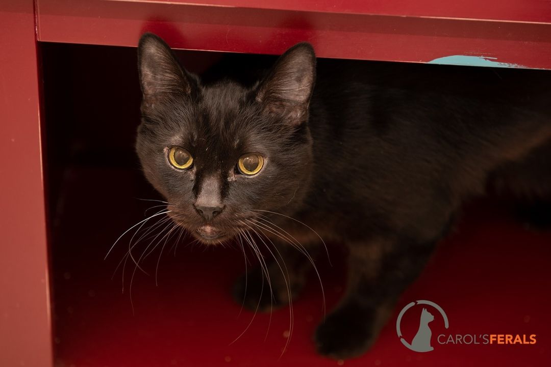 Oh sweet Horus! Imagine this friendly sleeping on your lap as you work, or sharing a cup of coffee with you on a patch of sunlight on the floor. Horus just wants to be around you, cheering you on, in exchange for a daily cuddle and the occasional 