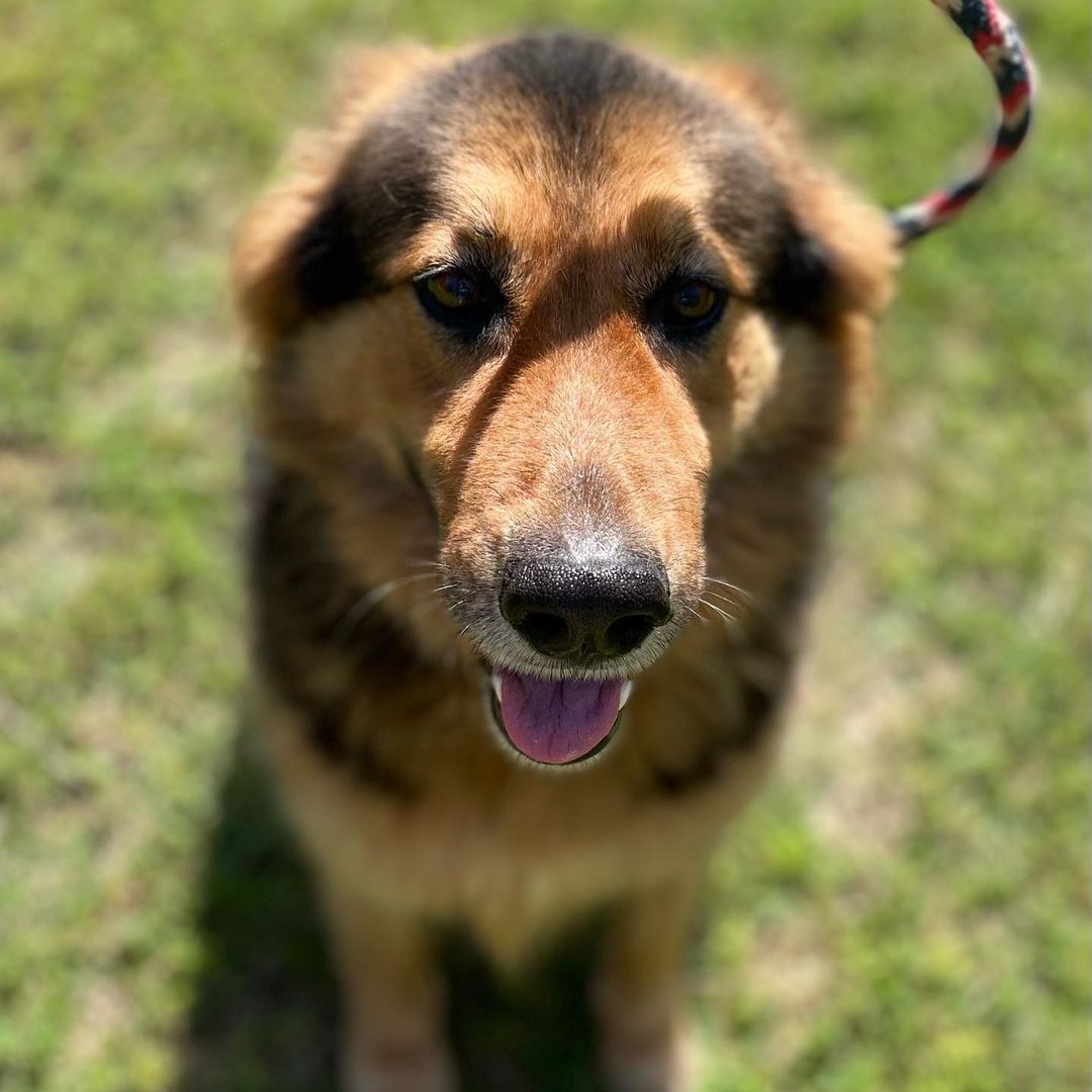 Meet Sadie~
She is 67lbs, we have her at 2Y 8M old, and she is pretty high strung. She needs someone that is willing to work with her or take her to be trained. Sadie is great with people but will jump, so probably no young children.

This beautiful girl had a home but they brought to the shelter when they decided they wanted a different dog. And to top it off, they were neglectful in providing heart worm prevention so poor Sadie had heart worms!
Sadie is beautiful with long fur (her owner had her fur cut!! but is is filling back in nicely). 

*Sadie is a heart worm survivor.