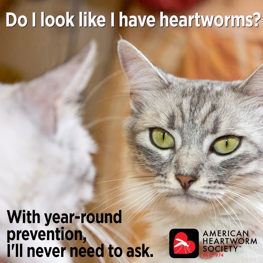 ❤️ APRIL is HEARTWORM AWARENESS month ❤️

Ever wonder why we don't treat cats for heartworm? Because there isn't a treatment. In fact, just one heartworm can kill a cat. If you're cat isn't taking heart worm preventative, then make an appt. with your vet to discuss the options.

<a target='_blank' href='https://www.instagram.com/explore/tags/heartwormispreventable/'>#heartwormispreventable</a>