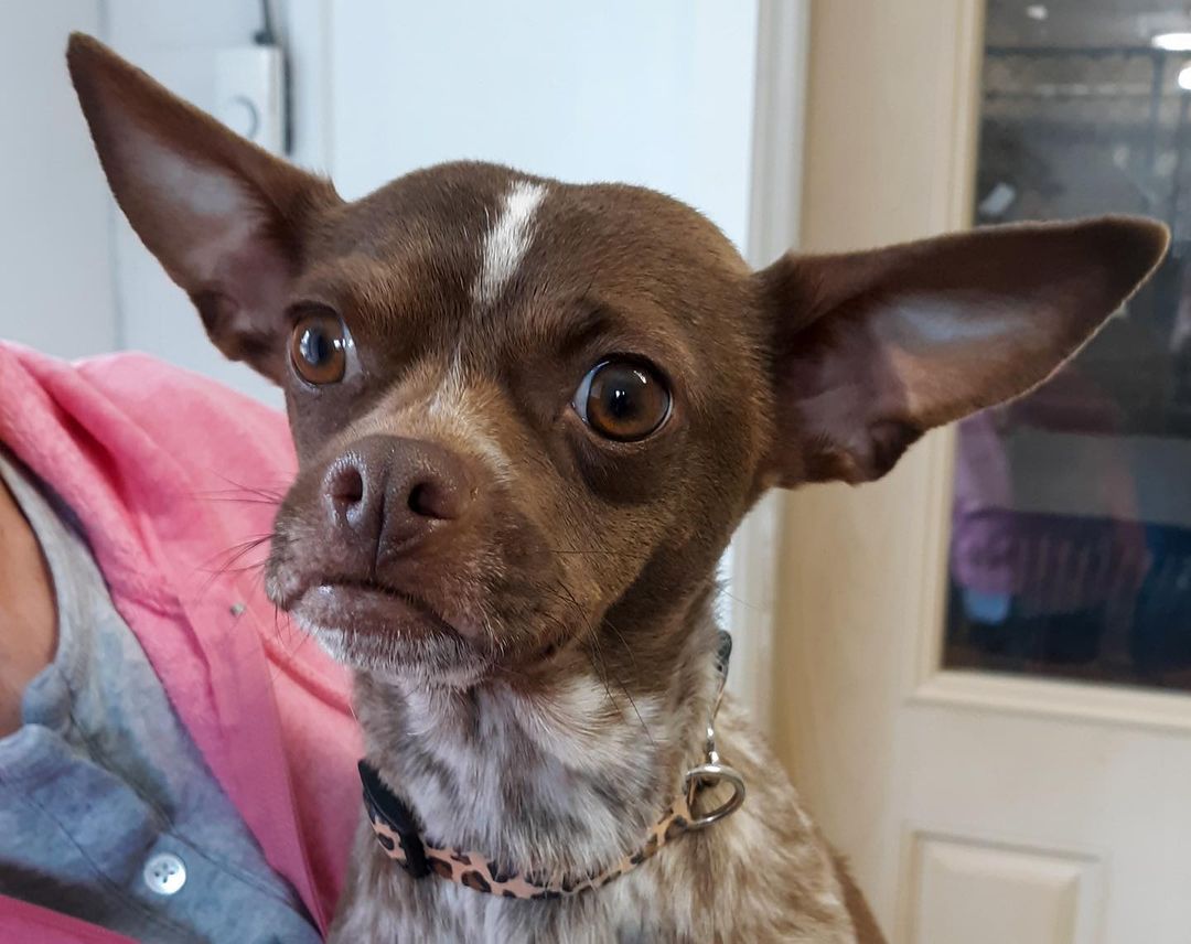 Those ears!!! Little Brownie would love to be adopted with her mom Oreo.  <a target='_blank' href='https://www.instagram.com/explore/tags/adoptachihuahuamix/'>#adoptachihuahuamix</a> <a target='_blank' href='https://www.instagram.com/explore/tags/northernchautauquacaninerescue/'>#northernchautauquacaninerescue</a> <a target='_blank' href='https://www.instagram.com/explore/tags/adoptdontshop/'>#adoptdontshop</a> <a target='_blank' href='https://www.instagram.com/explore/tags/adoptashelterdog/'>#adoptashelterdog</a> <a target='_blank' href='https://www.instagram.com/explore/tags/nccr/'>#nccr</a>