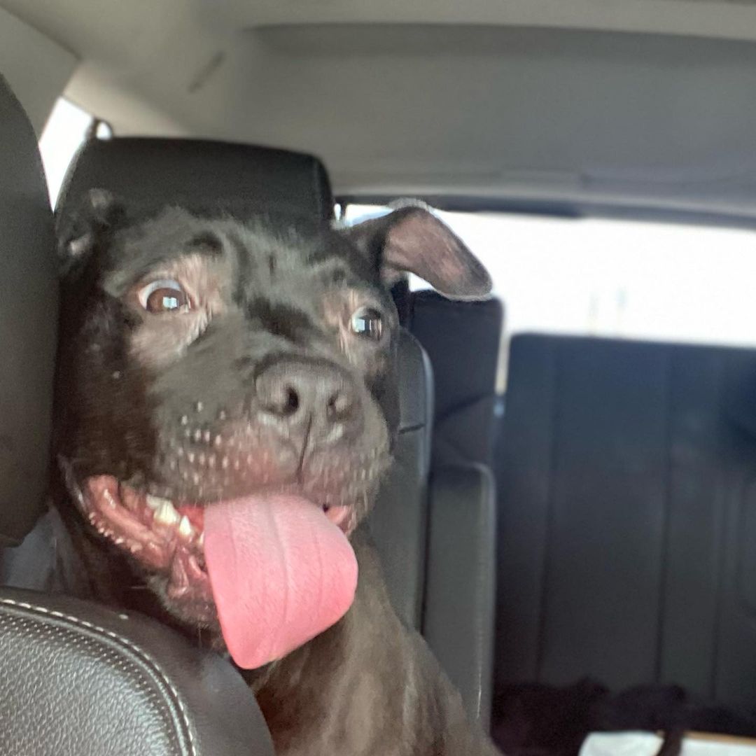 Welcome Remo! Once living in a crate his whole life to now playing with dogs and running in grass!! ❤️❤️❤️ Remo is an 8 month old pup who is very active and would enjoy someone who has another dog or loves to take adventures! PLEASE SHARE REMO 

Apply online: www.betheirvoicerrscue.com