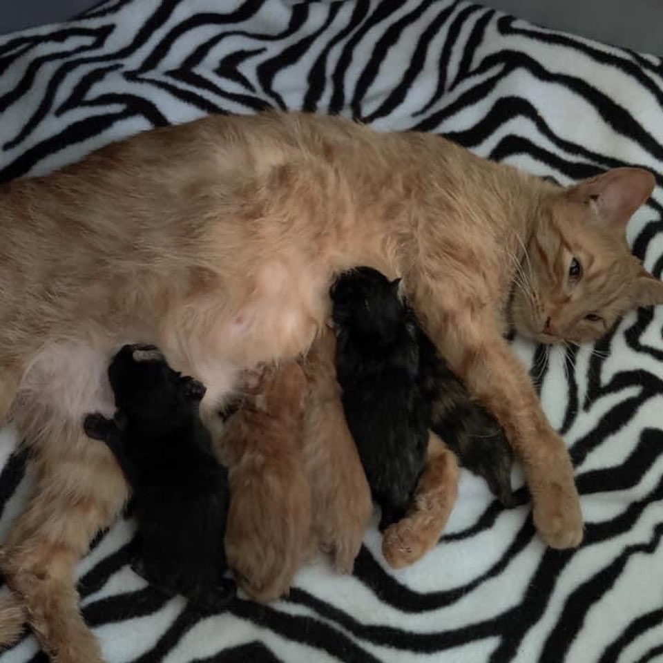 Since we’re on a kitten roll, I would like to welcome out newest litter of 5 and their mama, Sorbet. These little ones were just born 4/7! 

Check out our “kitten season” Amazon wishlist - even sharing is helping save more lives 🐾❤️

https://www.amazon.com/hz/wishlist/ls/248KZX2NWZL68?ref_=wl_share Please like and share our page. Link in bio for adoption information. <a target='_blank' href='https://www.instagram.com/explore/tags/catsofinstagram/'>#catsofinstagram</a> <a target='_blank' href='https://www.instagram.com/explore/tags/adoptdontshop/'>#adoptdontshop</a> <a target='_blank' href='https://www.instagram.com/explore/tags/cutenessoverload/'>#cutenessoverload</a> <a target='_blank' href='https://www.instagram.com/explore/tags/cutekitty/'>#cutekitty</a> <a target='_blank' href='https://www.instagram.com/explore/tags/adoptme/'>#adoptme</a> <a target='_blank' href='https://www.instagram.com/explore/tags/adoptacat/'>#adoptacat</a> <a target='_blank' href='https://www.instagram.com/explore/tags/lookingforahome/'>#lookingforahome</a> <a target='_blank' href='https://www.instagram.com/explore/tags/foreverhome/'>#foreverhome</a> <a target='_blank' href='https://www.instagram.com/explore/tags/fosterkittens/'>#fosterkittens</a> <a target='_blank' href='https://www.instagram.com/explore/tags/rescuecat/'>#rescuecat</a> <a target='_blank' href='https://www.instagram.com/explore/tags/fosterkittensofinstagram/'>#fosterkittensofinstagram</a> <a target='_blank' href='https://www.instagram.com/explore/tags/instacat/'>#instacat</a> <a target='_blank' href='https://www.instagram.com/explore/tags/catlove/'>#catlove</a> <a target='_blank' href='https://www.instagram.com/explore/tags/instacat/'>#instacat</a> <a target='_blank' href='https://www.instagram.com/explore/tags/manypawsglobalrescue/'>#manypawsglobalrescue</a>