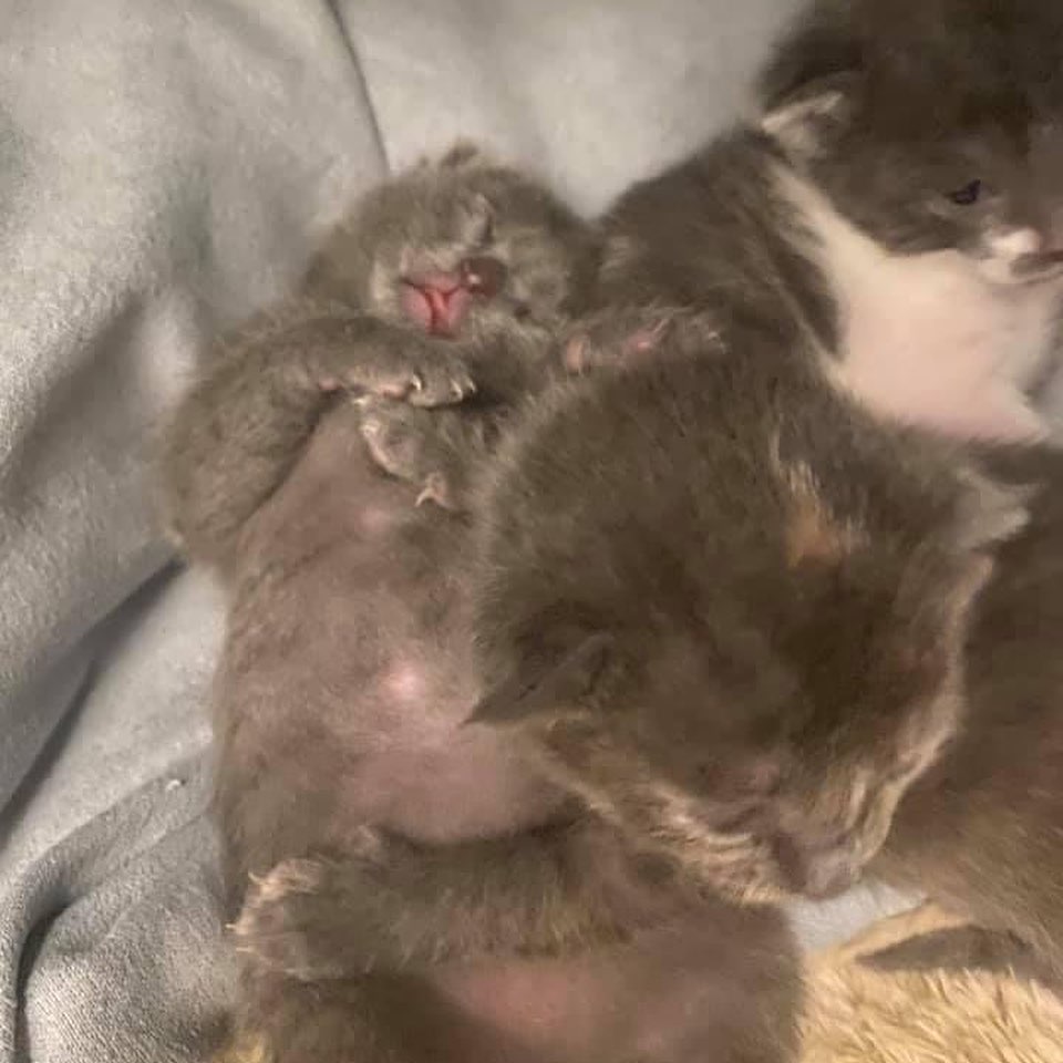 Our diluted calico mama, Eris, has some beautiful babies😻 Born 3/30 - 3 girls and one boy! Let me tell you, mama is doing GREAT - they do NOT miss a meal. At just a little over 1 week old they all weigh over 10 ounces! 🎉 They aren’t ready for adoption yet, but get your apps in!! 
Please like and share our page. Link in bio for adoption information. <a target='_blank' href='https://www.instagram.com/explore/tags/catsofinstagram/'>#catsofinstagram</a> <a target='_blank' href='https://www.instagram.com/explore/tags/adoptdontshop/'>#adoptdontshop</a> <a target='_blank' href='https://www.instagram.com/explore/tags/cutenessoverload/'>#cutenessoverload</a> <a target='_blank' href='https://www.instagram.com/explore/tags/cutekitty/'>#cutekitty</a> <a target='_blank' href='https://www.instagram.com/explore/tags/adoptme/'>#adoptme</a> <a target='_blank' href='https://www.instagram.com/explore/tags/adoptacat/'>#adoptacat</a> <a target='_blank' href='https://www.instagram.com/explore/tags/lookingforahome/'>#lookingforahome</a> <a target='_blank' href='https://www.instagram.com/explore/tags/foreverhome/'>#foreverhome</a> <a target='_blank' href='https://www.instagram.com/explore/tags/fosterkittens/'>#fosterkittens</a> <a target='_blank' href='https://www.instagram.com/explore/tags/rescuecat/'>#rescuecat</a> <a target='_blank' href='https://www.instagram.com/explore/tags/fosterkittensofinstagram/'>#fosterkittensofinstagram</a> <a target='_blank' href='https://www.instagram.com/explore/tags/instacat/'>#instacat</a> <a target='_blank' href='https://www.instagram.com/explore/tags/catlove/'>#catlove</a> <a target='_blank' href='https://www.instagram.com/explore/tags/instacat/'>#instacat</a> <a target='_blank' href='https://www.instagram.com/explore/tags/manypawsglobalrescue/'>#manypawsglobalrescue</a>