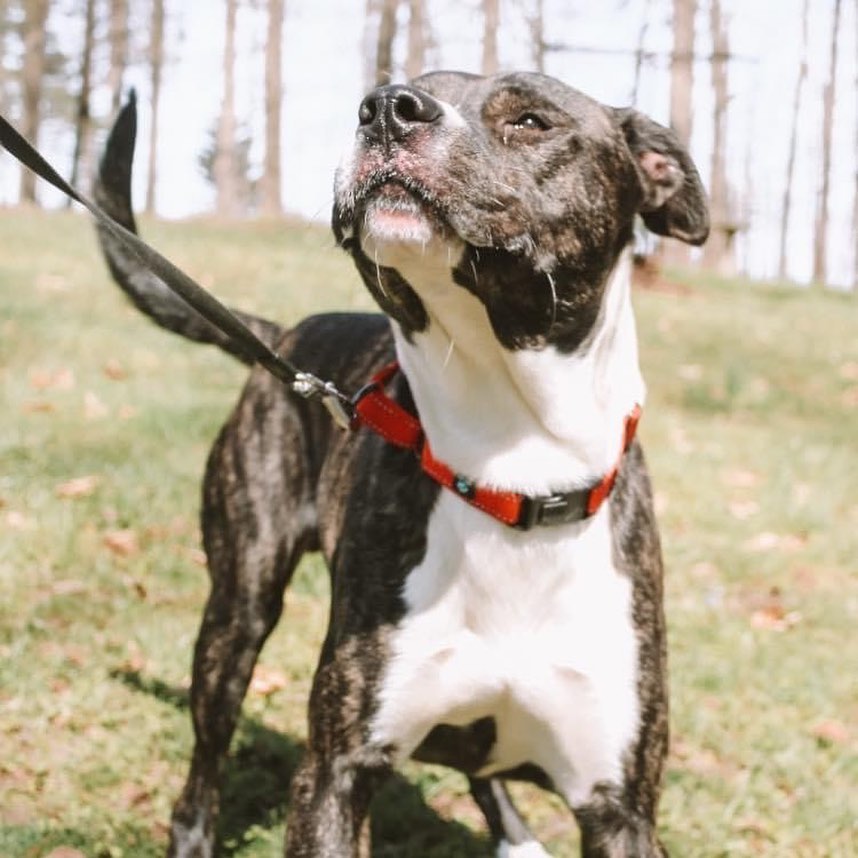 🥁 Drum roll please 🥁... introducing one gorgeous boy 🔷DIESEL🔷! I’m a 1.5 year old Newbie and one happy-go-lucky guy. As strong as my namesake Vin💪 😉, and so full of life.  I LOVES to ruuuuun run run!  I’m so happy to be exploring the outdoors. Got a fenced back yard? Love to run, hike, explore? I am your guy!! Pssst, my foster mom hears music when I’m running in the yard.  Must be happy music because I constantly have a smile on my face.  Except when Ms Hannah tried taking my picture!! Look at me!! 🤩😍

🐕Come read all about DIESEL here:  https://heartsofgoldpitrescue.com/adoptable-dogs/

🦋🦋If you are interested in adopting, fill out our application by following this link:  www.heartsofgoldpitrescue.com/adoption

🐾 PayPal: https://www.paypal.com/donate?hosted_button_id=YVRDQ3UG3F65A

🐾Cash App: $heartsofgoldpit

🐾Venmo:  @Heartsof-Gold

📫 By mail:
Hearts of Gold Pit Rescue
P.O. Box 3728, Memphis, TN 38173
 
🧡 Hearts of Gold Pit Rescue is a 501(c)(3) non-profit animal welfare organization & has been rescuing pit bulls since 2003, tax ID <a target='_blank' href='https://www.instagram.com/explore/tags/32/'>#32</a>-0124741.

<a target='_blank' href='https://www.instagram.com/explore/tags/memphis/'>#memphis</a> <a target='_blank' href='https://www.instagram.com/explore/tags/memphisrescue/'>#memphisrescue</a> <a target='_blank' href='https://www.instagram.com/explore/tags/pitbulls/'>#pitbulls</a> <a target='_blank' href='https://www.instagram.com/explore/tags/adoptdontshop/'>#adoptdontshop</a> <a target='_blank' href='https://www.instagram.com/explore/tags/dontbullymybreed/'>#dontbullymybreed</a> <a target='_blank' href='https://www.instagram.com/explore/tags/pittierescue/'>#pittierescue</a> <a target='_blank' href='https://www.instagram.com/explore/tags/rescuedismyfavoritebreed/'>#rescuedismyfavoritebreed</a> <a target='_blank' href='https://www.instagram.com/explore/tags/rescuedogsofinstagram/'>#rescuedogsofinstagram</a> <a target='_blank' href='https://www.instagram.com/explore/tags/pitbullfamily/'>#pitbullfamily</a> <a target='_blank' href='https://www.instagram.com/explore/tags/ilovepitbulls/'>#ilovepitbulls</a> <a target='_blank' href='https://www.instagram.com/explore/tags/rescuefosteradopt/'>#rescuefosteradopt</a> <a target='_blank' href='https://www.instagram.com/explore/tags/memphispets/'>#memphispets</a> #<a target='_blank' href='https://www.instagram.com/explore/tags/adorabull/'>#adorabull</a> <a target='_blank' href='https://www.instagram.com/explore/tags/endbsl/'>#endbsl</a>