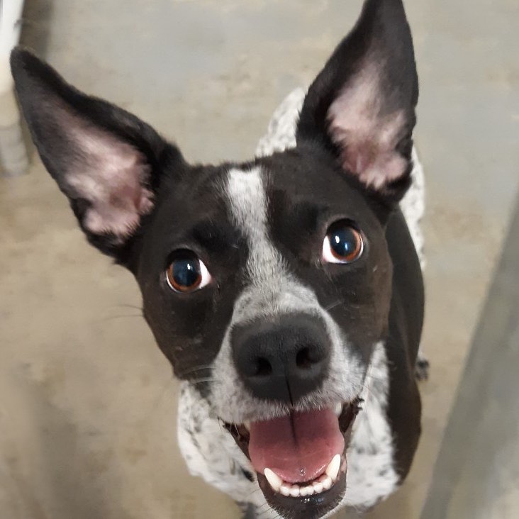 It’s a happy Oreo!  She’s about 5 years old and would love a home with her daughter Brownie. <a target='_blank' href='https://www.instagram.com/explore/tags/northernchautauquacaninerescue/'>#northernchautauquacaninerescue</a> <a target='_blank' href='https://www.instagram.com/explore/tags/nccr/'>#nccr</a> <a target='_blank' href='https://www.instagram.com/explore/tags/adoptachihuahuamix/'>#adoptachihuahuamix</a> <a target='_blank' href='https://www.instagram.com/explore/tags/adoptdontshop/'>#adoptdontshop</a> <a target='_blank' href='https://www.instagram.com/explore/tags/adoptashelterdog/'>#adoptashelterdog</a>