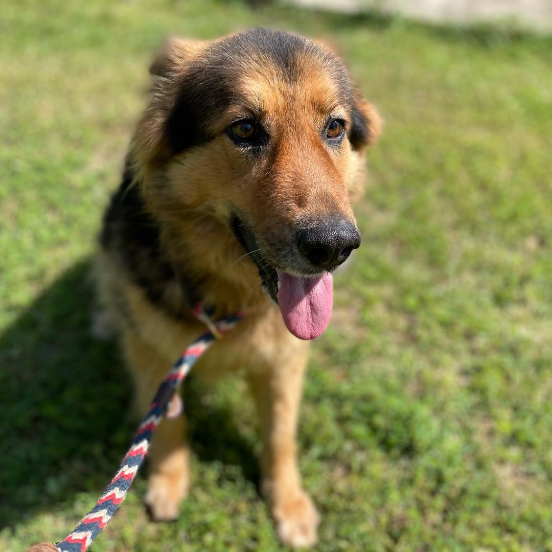 Meet Sadie~
She is 67lbs, we have her at 2Y 8M old, and she is pretty high strung. She needs someone that is willing to work with her or take her to be trained. Sadie is great with people but will jump, so probably no young children.

This beautiful girl had a home but they brought to the shelter when they decided they wanted a different dog. And to top it off, they were neglectful in providing heart worm prevention so poor Sadie had heart worms!
Sadie is beautiful with long fur (her owner had her fur cut!! but is is filling back in nicely). 

*Sadie is a heart worm survivor.