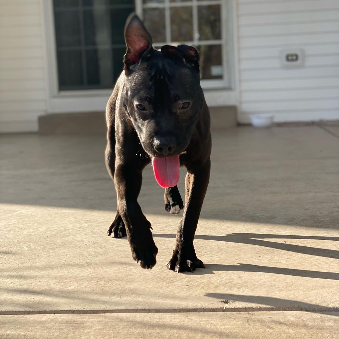 Welcome Remo! Once living in a crate his whole life to now playing with dogs and running in grass!! ❤️❤️❤️ Remo is an 8 month old pup who is very active and would enjoy someone who has another dog or loves to take adventures! PLEASE SHARE REMO 

Apply online: www.betheirvoicerrscue.com