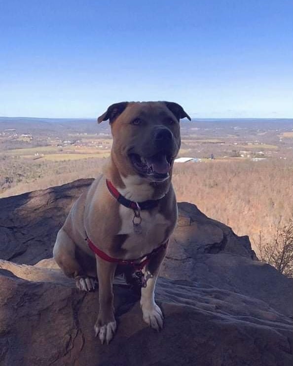 Hi friends! It’s me, Maxwell! The nice folks from HOPE rescued me from Philly ACCT in August 2019.  I just wanted to check in and tell you how GREAT things are in my forever home. My mom and dad are crazy about me and are always telling me what a good boy I am! I love going on walks, hikes, spending time with my hooman siblings when they come home and playing in my yard. I go to day camp one day a week and am a good boy there too! All the ladies there love me.  I really hit the jackpot! 
I’m super smart, funny, and do crazy things like fly down the steps only touching about three of them along the way just to hear my mom say 