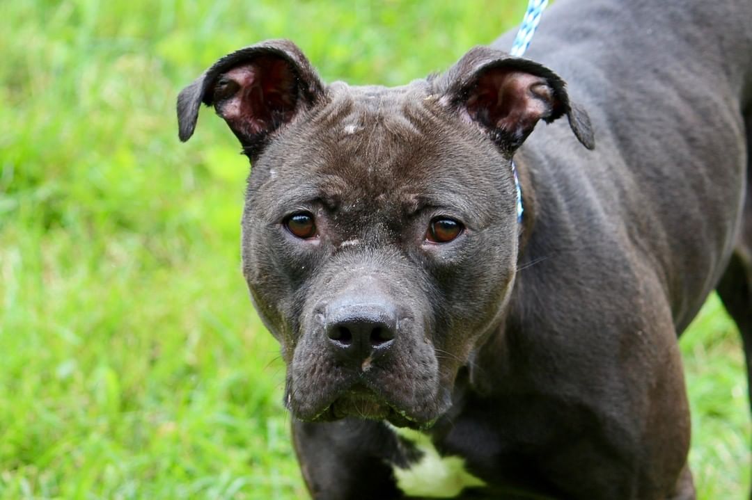 🐕🌷 DOG OF THE WEEK - BROOKLYN 🌷🐕

BROOKLYN has been a resident at CCHS for 674 days, almost 2 years!

Two months ago, we took Brooklyn out to get some updated photos. Here for almost 2 years now, her coat looks great and of course the bite wounds and lacerations she had at intake have healed. Other than that, this amazing girl hasn't changed. Unfortunately, the day turned out to be riddled with clouds, sleet and snow showers. While it cut our time short, Brooklyn didn't mind the weather. She had a blast literally trying to catch the sleet and snowflakes in the air and as they hit the ground. Brooklyn's a clown and we had a great time with her. Just wish the weather would have been more cooperative.

BROOKLYN is a 3-4 year old Terrier taken in as an injured stray on 6/6/19. She had several bite wounds, lacerations and a severe ear infection at intake, which have all been treated. Sweeter than candy, this darling is calm, gentle and sometimes sensitive and timid. Brooklyn's an excellent walker who sits on command, for treats or toys. She loves to play fetch, catch and enjoys taking walks with her toy in her mouth. Tennis balls are her favorite. Some dogs can barely contain their excitement over treats or toys, but Brooklyn's one of the special ones whose eyes do all the talking. We'll never know if she was running to or away from something, but we're certain she'll make a fast, loyal friend. She prefers a home where she's the only dog. Brooklyn's adoption fee is $150 and covers her spay, worming, vaccinations, microchip, monthly heart worm, flea and tick preventive and care while at CCHS. If you're seeking a special girlfriend, Brooklyn won't disappoint!

<a target='_blank' href='https://www.instagram.com/explore/tags/adoptdontshop/'>#adoptdontshop</a>