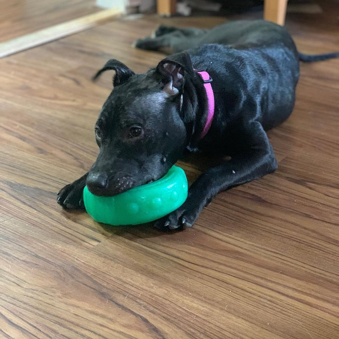 Hailey is the most loving dog we ever met. She is an absolute Angel. 8 month old pitty good with all even cats. She was found locked in a basement and we would love to see her in the most amazing home where she will constantly be loved. 💜💜💜 APPLY ONLINE: www.betheirvoicerescue.com