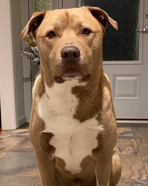 Hi friends! It’s me, Maxwell! The nice folks from HOPE rescued me from Philly ACCT in August 2019.  I just wanted to check in and tell you how GREAT things are in my forever home. My mom and dad are crazy about me and are always telling me what a good boy I am! I love going on walks, hikes, spending time with my hooman siblings when they come home and playing in my yard. I go to day camp one day a week and am a good boy there too! All the ladies there love me.  I really hit the jackpot! 
I’m super smart, funny, and do crazy things like fly down the steps only touching about three of them along the way just to hear my mom say 