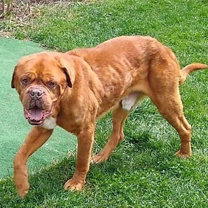 Eleven year old Diesal enjoyed his spa day. Looking good buddy!