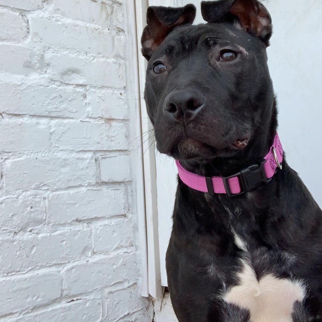 Hailey is the most loving dog we ever met. She is an absolute Angel. 8 month old pitty good with all even cats. She was found locked in a basement and we would love to see her in the most amazing home where she will constantly be loved. 💜💜💜 APPLY ONLINE: www.betheirvoicerescue.com