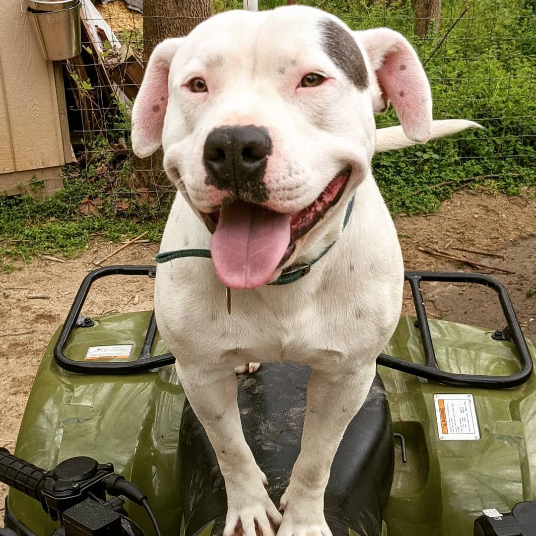 Spot is a super fun pibble with a very lovable personality. He absolutely loves everyone and everything.  Spot is deaf, but that does not slow him down one bit.

<a target='_blank' href='https://www.instagram.com/explore/tags/rescuedog/'>#rescuedog</a> <a target='_blank' href='https://www.instagram.com/explore/tags/dogsofinstagram/'>#dogsofinstagram</a> <a target='_blank' href='https://www.instagram.com/explore/tags/adoptdontshop/'>#adoptdontshop</a> <a target='_blank' href='https://www.instagram.com/explore/tags/dog/'>#dog</a> <a target='_blank' href='https://www.instagram.com/explore/tags/rescuedogsofinstagram/'>#rescuedogsofinstagram</a> <a target='_blank' href='https://www.instagram.com/explore/tags/dogs/'>#dogs</a> <a target='_blank' href='https://www.instagram.com/explore/tags/dogstagram/'>#dogstagram</a>  <a target='_blank' href='https://www.instagram.com/explore/tags/instadog/'>#instadog</a> <a target='_blank' href='https://www.instagram.com/explore/tags/dogoftheday/'>#dogoftheday</a> <a target='_blank' href='https://www.instagram.com/explore/tags/doglover/'>#doglover</a> <a target='_blank' href='https://www.instagram.com/explore/tags/doggo/'>#doggo</a>  <a target='_blank' href='https://www.instagram.com/explore/tags/muttsofinstagram/'>#muttsofinstagram</a> <a target='_blank' href='https://www.instagram.com/explore/tags/ilovemydog/'>#ilovemydog</a>  <a target='_blank' href='https://www.instagram.com/explore/tags/instagram/'>#instagram</a>  <a target='_blank' href='https://www.instagram.com/explore/tags/puppylove/'>#puppylove</a>  <a target='_blank' href='https://www.instagram.com/explore/tags/dogsofinsta/'>#dogsofinsta</a> <a target='_blank' href='https://www.instagram.com/explore/tags/pet/'>#pet</a> <a target='_blank' href='https://www.instagram.com/explore/tags/puppies/'>#puppies</a> <a target='_blank' href='https://www.instagram.com/explore/tags/puppiesofinstagram/'>#puppiesofinstagram</a> <a target='_blank' href='https://www.instagram.com/explore/tags/rescuedogs/'>#rescuedogs</a> <a target='_blank' href='https://www.instagram.com/explore/tags/rescuedogsrule/'>#rescuedogsrule</a> <a target='_blank' href='https://www.instagram.com/explore/tags/dogrescue/'>#dogrescue</a> <a target='_blank' href='https://www.instagram.com/explore/tags/adoptadog/'>#adoptadog</a> <a target='_blank' href='https://www.instagram.com/explore/tags/dogsofinstaworld/'>#dogsofinstaworld</a> <a target='_blank' href='https://www.instagram.com/explore/tags/adoptable/'>#adoptable</a>