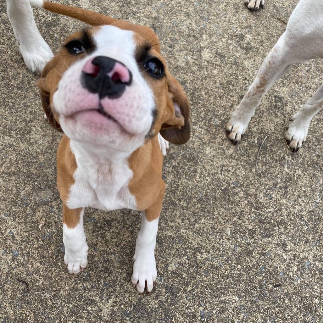 Kona is an adorable 3 month old female up for adoption! If you’re interested, please message us on here or visit our Facebook page! <a target='_blank' href='https://www.instagram.com/explore/tags/puppiesofinstagram/'>#puppiesofinstagram</a> <a target='_blank' href='https://www.instagram.com/explore/tags/adoptdontshop/'>#adoptdontshop</a> <a target='_blank' href='https://www.instagram.com/explore/tags/puppyforadoption/'>#puppyforadoption</a> <a target='_blank' href='https://www.instagram.com/explore/tags/dogforadoption/'>#dogforadoption</a> <a target='_blank' href='https://www.instagram.com/explore/tags/rescuedogsofinstagram/'>#rescuedogsofinstagram</a> <a target='_blank' href='https://www.instagram.com/explore/tags/carolinacanines/'>#carolinacanines</a>