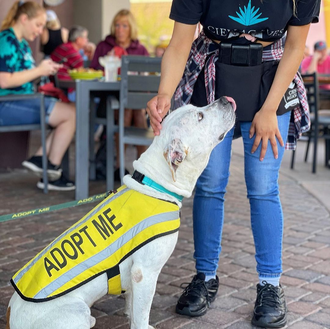 Look no further your wingman is here! 

Meaty (m|1yr) is the most perfect sidekick and loves a good Yappy hour. Just imagine getting to spend your weekends with this handsome guy. Making friends + stealing hearts everywhere you go! 

So you’re ready to adopt your new best friend? Head to angelsforpaws.org to apply! 🙌🏼👏🏼