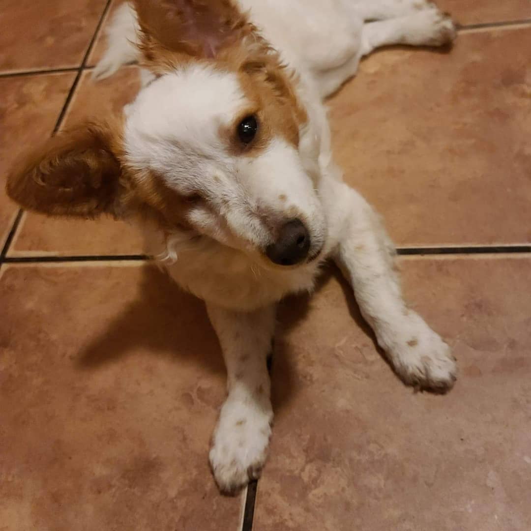 Nipzi is making his Petsmart debut this weekend from 11-5.

This around 7-9 month old Corgi mix is a bundle of fun and ready to find his forever home. He gets along well with other dogs and loves to cuddle with his people. His love for cats is unknown. He is working on his housetraining and will require a fenced in yard. Nipzi lost his eye during an injury as a puppy but has recovered well and hasn’t let it slow him down. If interested, please message our facebook page for an application.. 

** All animals in the home must be up to date on vaccinations, flea/heartworm prevention and spay neutered.

<a target='_blank' href='https://www.instagram.com/explore/tags/adoptable/'>#adoptable</a>, <a target='_blank' href='https://www.instagram.com/explore/tags/corgi/'>#corgi</a>, <a target='_blank' href='https://www.instagram.com/explore/tags/cuddle/'>#cuddle</a>, <a target='_blank' href='https://www.instagram.com/explore/tags/petsmart/'>#petsmart</a>
