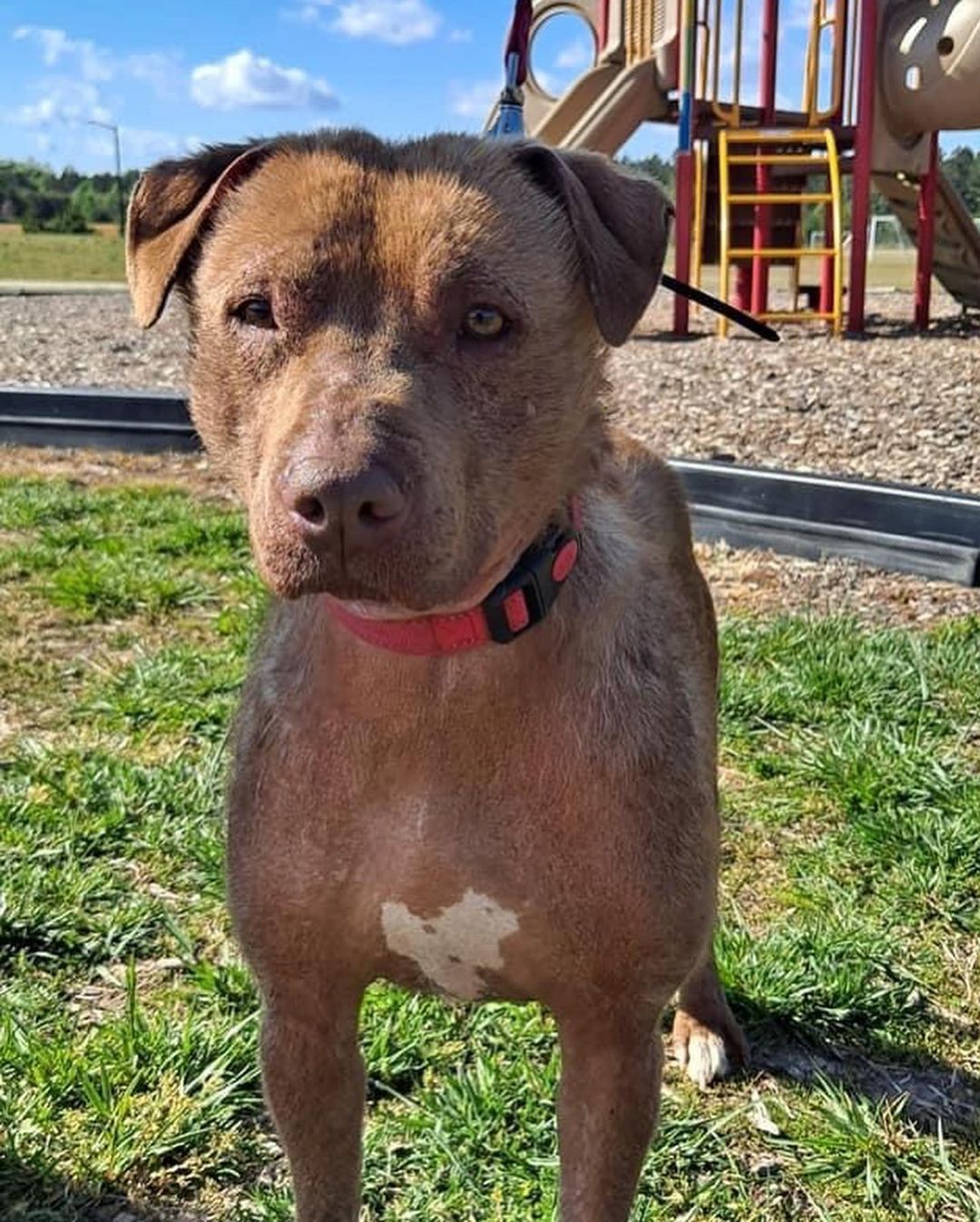 Bear and Lynne will be looking for their new homes soon! <a target='_blank' href='https://www.instagram.com/explore/tags/adoptdontshop/'>#adoptdontshop</a> <a target='_blank' href='https://www.instagram.com/explore/tags/dogsofinstagram/'>#dogsofinstagram</a> <a target='_blank' href='https://www.instagram.com/explore/tags/rescuedogsofinstagram/'>#rescuedogsofinstagram</a>