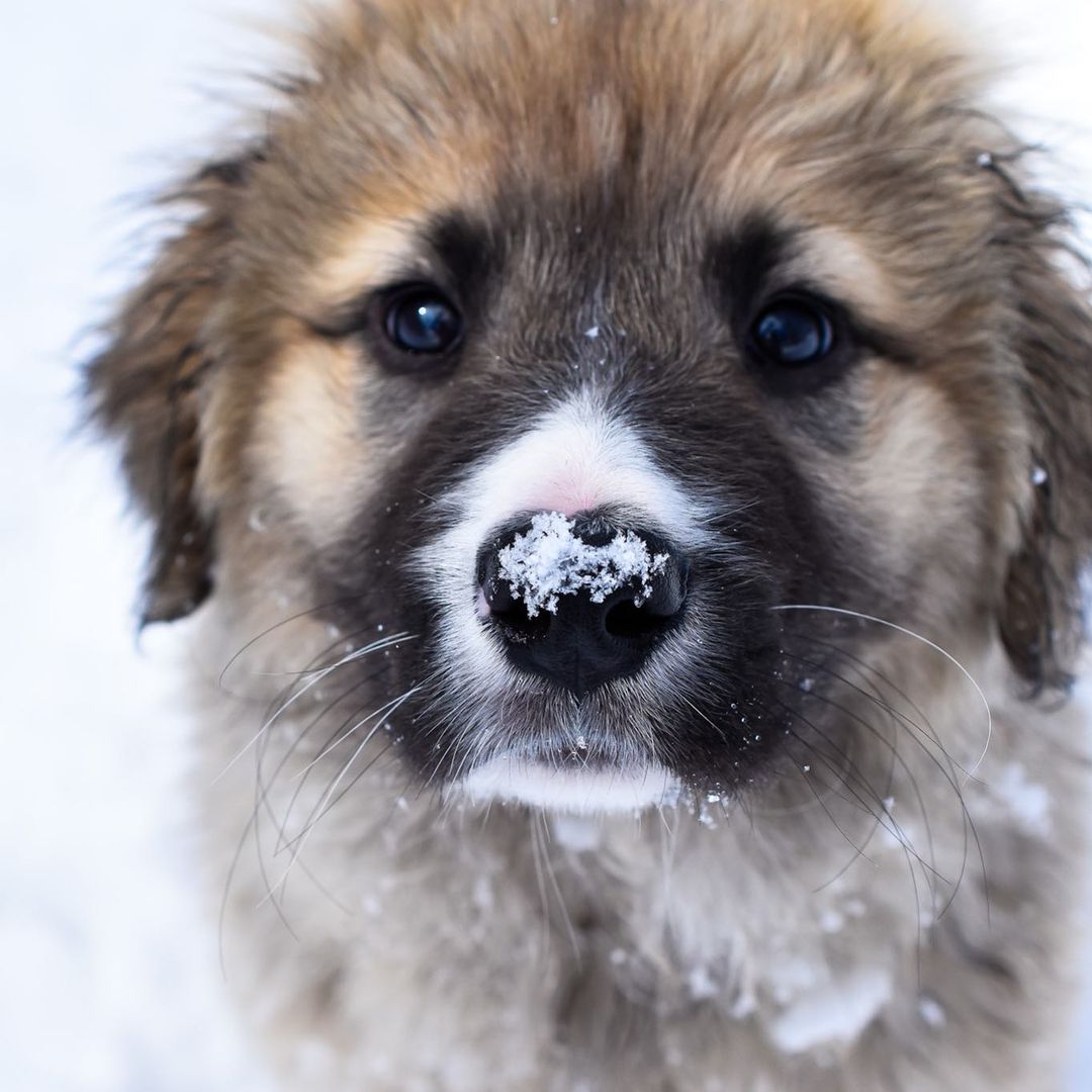 Hey Colorado... how much snow is too much snow? Asking for a friend. 

This cutie (named Larry) is available for adoption! Submit an application via our website today!