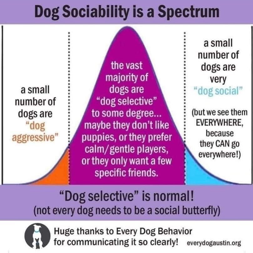 Good info!! <a target='_blank' href='https://www.instagram.com/explore/tags/dogselective/'>#dogselective</a> <a target='_blank' href='https://www.instagram.com/explore/tags/dogaggression/'>#dogaggression</a> <a target='_blank' href='https://www.instagram.com/explore/tags/dogreactivity/'>#dogreactivity</a> <a target='_blank' href='https://www.instagram.com/explore/tags/dogbehavior/'>#dogbehavior</a> <a target='_blank' href='https://www.instagram.com/explore/tags/labloversrescue/'>#labloversrescue</a>