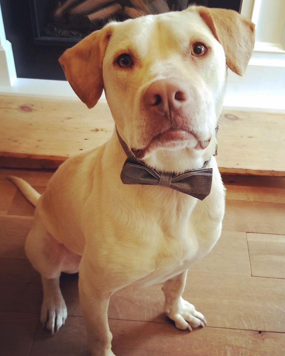 Pupdate!! Finley looks oh so handsome in his bow tie. What a stud-muffin! 🐶❤️ <a target='_blank' href='https://www.instagram.com/explore/tags/handsomedog/'>#handsomedog</a> <a target='_blank' href='https://www.instagram.com/explore/tags/cutedogs/'>#cutedogs</a> <a target='_blank' href='https://www.instagram.com/explore/tags/rescuedog/'>#rescuedog</a> <a target='_blank' href='https://www.instagram.com/explore/tags/adoptdontshop/'>#adoptdontshop</a> <a target='_blank' href='https://www.instagram.com/explore/tags/labloversrescue/'>#labloversrescue</a>