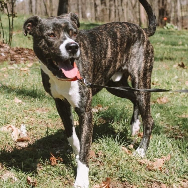 Diesel
1.5 yr old, 61 lb, free-spirited, long-legged, happy-go-lucky Anatolian Shepherd/Bully mix.  Has done well since being in his foster home acclimating to crate training, house training, walking on a leash, not jumping. This boy LIVES to run. It’s as if he just loves the sun on his face, the wind in his hair, the freedom to just run, run, and ruuuuun some more!! He picked up ‘fetch’ by watching another dog.  He’s working on the return and release by your side. Super smart and eager to please.  Loves other dogs although his current foster home only has medium sized (40 lbs) and larger dogs.  His new home will possess a fenced yard and an active family who loves adventures and can meet his desired activity level.  Diesel is truly a balanced, sound boy just waiting to explore all life has to offer!  This is one really good boy! 🥰🐾
Visit www.heartsofgoldpitrescue.com for adoption information 
<a target='_blank' href='https://www.instagram.com/explore/tags/memphis/'>#memphis</a> <a target='_blank' href='https://www.instagram.com/explore/tags/memphisrescue/'>#memphisrescue</a> <a target='_blank' href='https://www.instagram.com/explore/tags/memphispets/'>#memphispets</a> <a target='_blank' href='https://www.instagram.com/explore/tags/adoptdontshop/'>#adoptdontshop</a> <a target='_blank' href='https://www.instagram.com/explore/tags/dontbullymybreed/'>#dontbullymybreed</a> <a target='_blank' href='https://www.instagram.com/explore/tags/ilovepitbulls/'>#ilovepitbulls</a> <a target='_blank' href='https://www.instagram.com/explore/tags/rescuedismyfavoritebreed/'>#rescuedismyfavoritebreed</a>