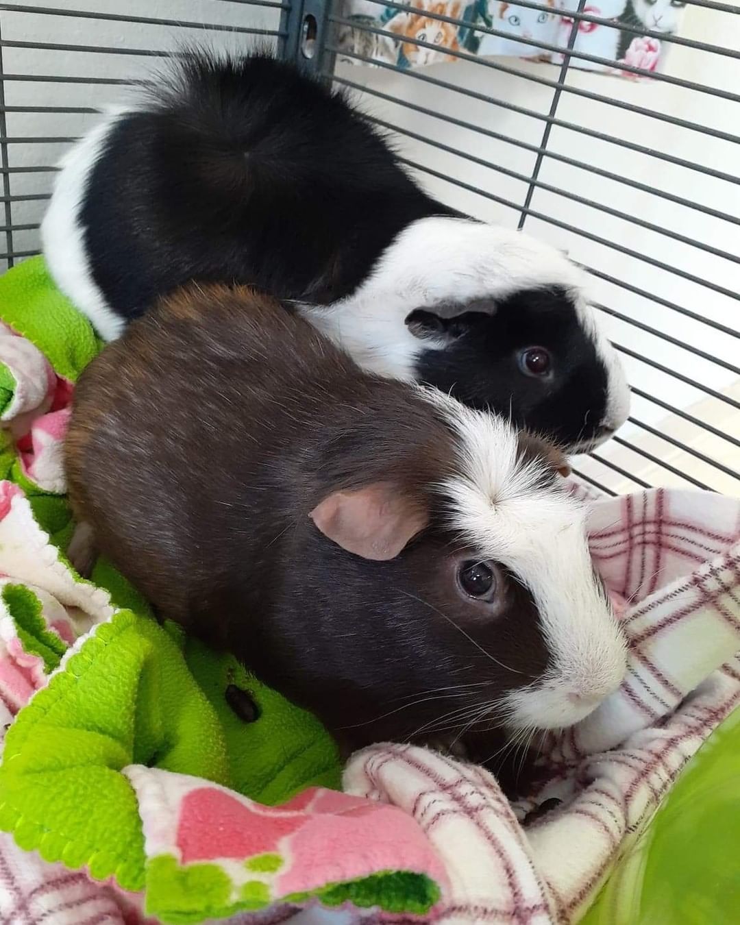 Leonard and Sheldon are seeking their forever home together! These sweet social little boys will make a great addition to your home!

Email info@chippewahumane.com for more information