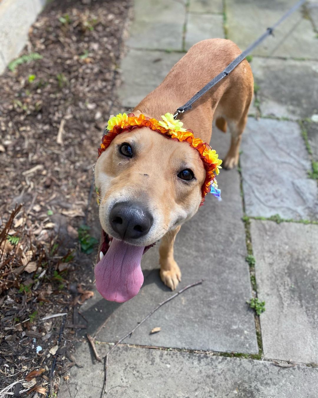 Our girl Angie, looking beautiful as always! She always knows how to shine and look stunning! This sweetheart is still up for adoption on Petfinder and our website ❤️