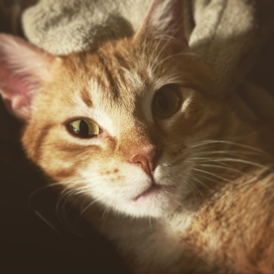 Whomever adopts this sweet boy is one lucky human! 

<a target='_blank' href='https://www.instagram.com/explore/tags/nermalthecat/'>#nermalthecat</a> <a target='_blank' href='https://www.instagram.com/explore/tags/orangetabby/'>#orangetabby</a> <a target='_blank' href='https://www.instagram.com/explore/tags/9livesrescuemadison/'>#9livesrescuemadison</a> <a target='_blank' href='https://www.instagram.com/explore/tags/fostercat/'>#fostercat</a> <a target='_blank' href='https://www.instagram.com/explore/tags/rescuecat/'>#rescuecat</a>