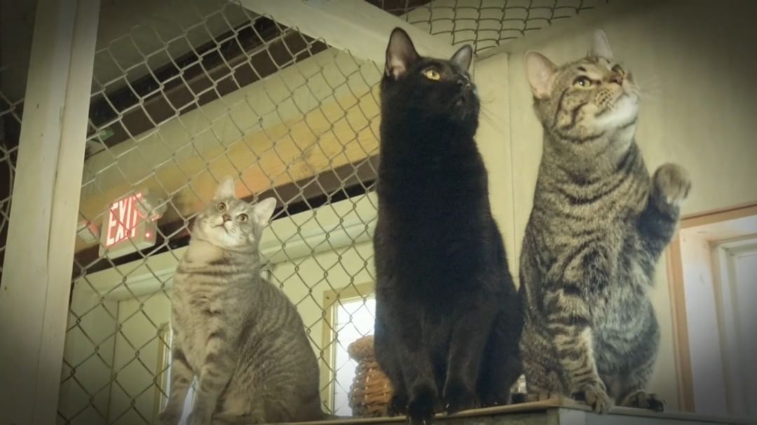 Nick  is the gray tabby trying to grab the stick. while his friends watch.
<a target='_blank' href='https://www.instagram.com/explore/tags/sheltercatsrock/'>#sheltercatsrock</a>