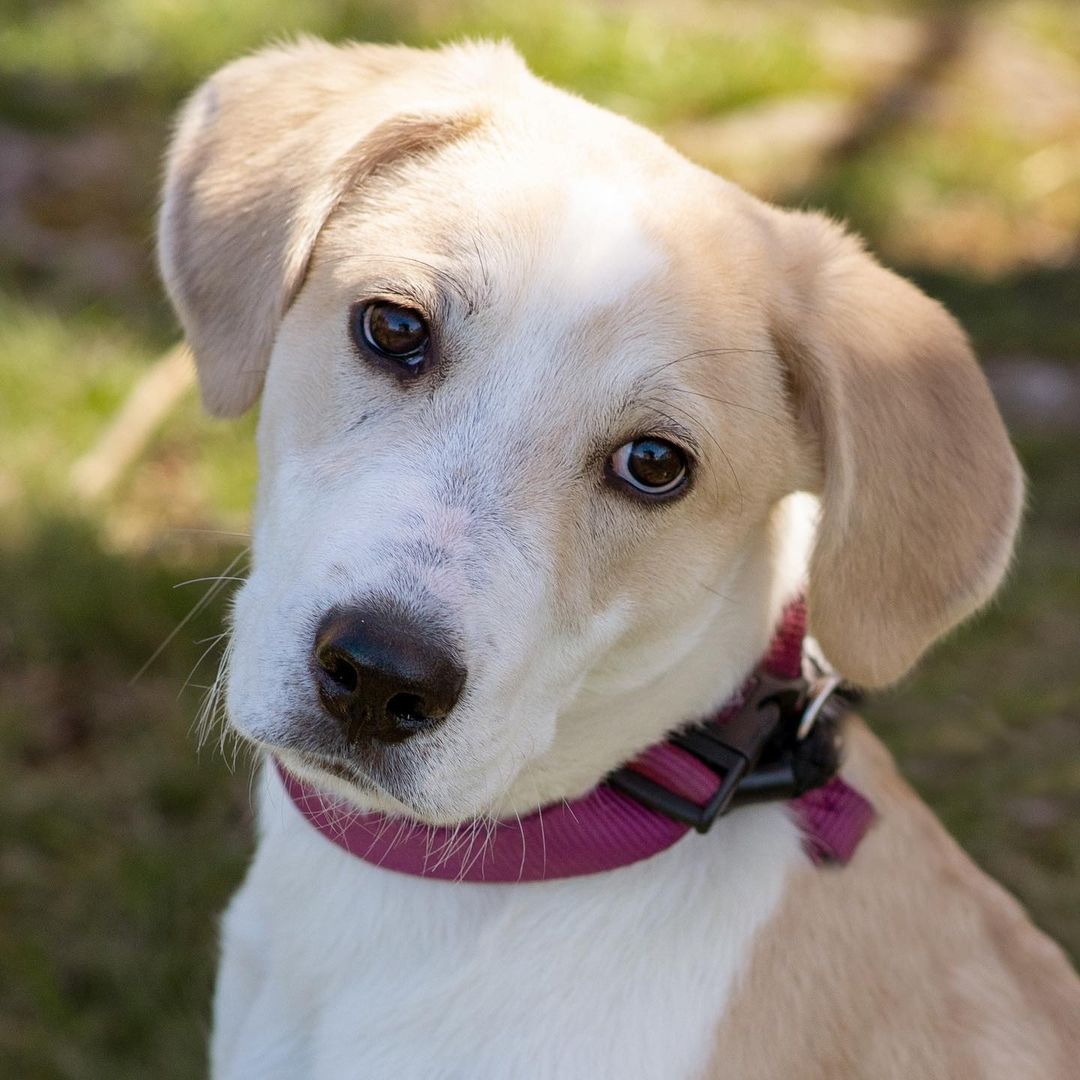 Darwin..what a sweet face! <a target='_blank' href='https://www.instagram.com/explore/tags/northernchautauquacaninerescue/'>#northernchautauquacaninerescue</a> <a target='_blank' href='https://www.instagram.com/explore/tags/nccr/'>#nccr</a> <a target='_blank' href='https://www.instagram.com/explore/tags/rescueadog/'>#rescueadog</a>  <a target='_blank' href='https://www.instagram.com/explore/tags/adoptashelterdog/'>#adoptashelterdog</a> <a target='_blank' href='https://www.instagram.com/explore/tags/mixedbreed/'>#mixedbreed</a>