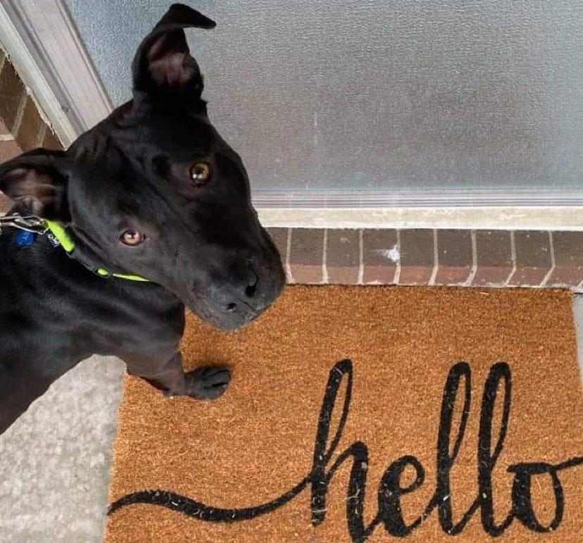 Oakley says Hello! He is available for adoption. Great with other dogs, house trained, crate trained and great on the leash. Visit our website to fill out an application! <a target='_blank' href='https://www.instagram.com/explore/tags/adoptdontshop/'>#adoptdontshop</a> <a target='_blank' href='https://www.instagram.com/explore/tags/dogforadoption/'>#dogforadoption</a>