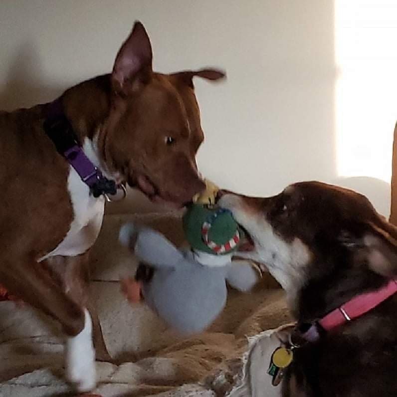 Almost--but not quite--HOPE dog Buddy's parents, Dave and Zara, had this update to share:

