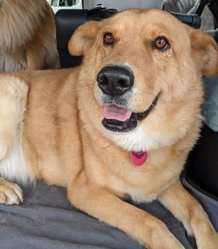 ADOPTION OPPORTUNITY

Otter is a spayed female Golden Retriever mix and is approximately 6 years old.  She weighs 98 lbs., is up to date on vaccinations, and is house trained. Her owner passed and she was surrendered to WAAGR to find her final family! 
 
What makes Otter special?  She has been the easiest foster by far!  Her gentle loving heart enjoys the company of people and especially kids. She would love a little girl or boy ages 8 and up that she can call her very own.  Otter plays well with other dogs and would love a mellow playmate.  She also has her basic training knowledge.  Otter is curious about her foster’s cat and hasn’t shown that she would harm a cat, just needs to be corrected and redirected. 
 
Otter is the perfect blend between her two breeds; her golden reddish coat is a deep plush fur that you can bury your fingers in. She has a larger upper body, thick neck and narrower hip line with shorter legs and ears.  Her personality is pure gentleness and uses her excited verbal communication to draw you in.  Otter adapts well to new people and surroundings.
 
We require a fenced in yard because she will not do her doggy duties on a walk.  Health issues may have occurred because she held her urine up to 12 hrs.  She is currently on a prescription diet but this may not be long term.  Otter has been with her foster for about a month and has been a delight.

If you’re interested in adopting Otter, please contact Linda at lightwindshealing@gmail.com.
-
-
-
<a target='_blank' href='https://www.instagram.com/explore/tags/rescuedogsofinstagram/'>#rescuedogsofinstagram</a> <a target='_blank' href='https://www.instagram.com/explore/tags/dogsofinstagram/'>#dogsofinstagram</a> <a target='_blank' href='https://www.instagram.com/explore/tags/wiadoptagolden/'>#wiadoptagolden</a> <a target='_blank' href='https://www.instagram.com/explore/tags/rescuedismyfavoritebreed/'>#rescuedismyfavoritebreed</a> <a target='_blank' href='https://www.instagram.com/explore/tags/goldenmix/'>#goldenmix</a>