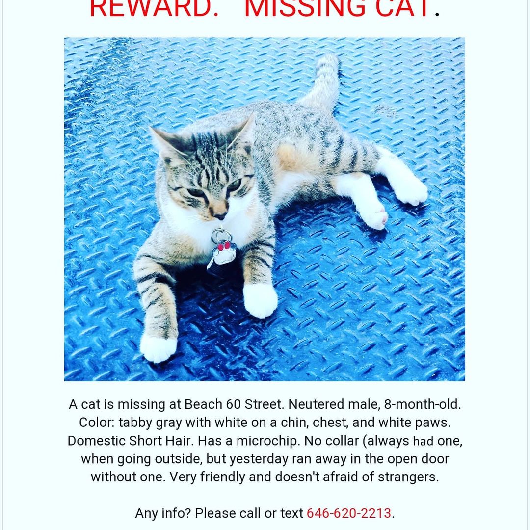 🚨🚨🚨LOST KEKS. ROCKAWAY, NEW YORK🚨🚨🚨
PLEASE HELP FIND OR SHARE. IF FOUND CONTACT US OR THE OWNER.